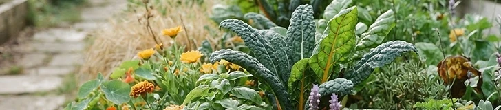 A raised garden bed overflowing with bright orange marigolds, purple basil, and green kale leaves growing side by side in a sunny suburban backyard.