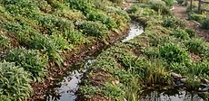 A neatly dug swale planted with young fruit trees and native flowers, designed to capture rainwater in a sloped residential backyard.
