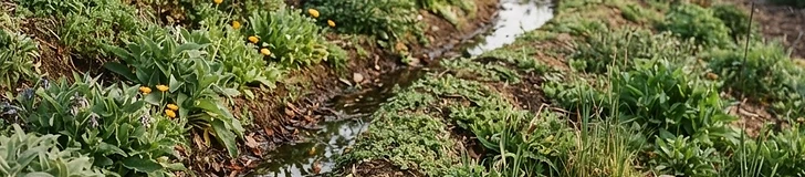 A neatly dug swale planted with young fruit trees and native flowers, designed to capture rainwater in a sloped residential backyard.