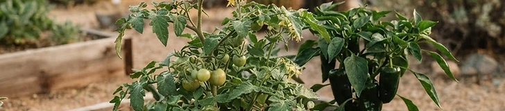 Close-up of bright red tomatoes and green peppers growing in a garden bed with thick straw mulch covering the soil.