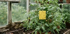 A close-up view of a gardener checking the underside of a tomato leaf for pests inside a bright, sunlit greenhouse.