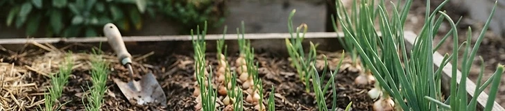 A close-up view of a gardener's hands planting small onion sets into rich, dark garden soil on a bright spring day.