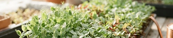 Close-up view of vibrant radish microgreens growing in a shallow black plastic tray with an LED light panel hanging just inches above the young, healthy sprouts.