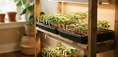 A multi-tiered wire shelving unit in a home setup holding several plastic seedling trays under bright white LED shop lights.