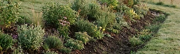 A level contour ditch with a low earthen berm planted with shrubs and perennials crossing a grassy hillside.