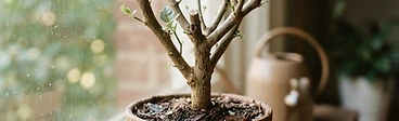 A close up of a pruned, leafless pepper plant stem in a terracotta pot sitting on a bright indoor windowsill during winter.
