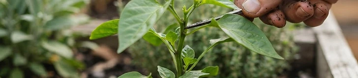 A close-up of a gardener's hands pinching the top growing tip off a small green bell pepper seedling in a garden bed.