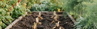 Close up of fresh green asparagus spears emerging from a bed of dark, organic soil in a home garden.