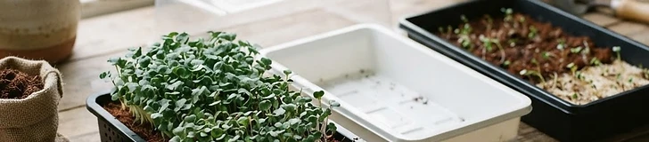 The Foundations of Microgreen Success: A Beginner's Equipment Guide