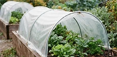 A close-up of a raised garden bed covered by a clear plastic hoop tunnel in an autumn garden with blurred trees in the background.