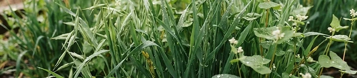 Close-up of vibrant green cover crop sprouts emerging from rich, dark garden soil in a raised bed during the early autumn.