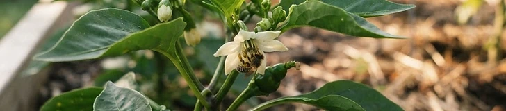 Close-up of a gardener's hand gently shaking a flowering pepper plant to encourage pollination in a raised garden bed.