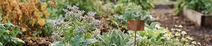 A flourishing backyard permaculture garden featuring diverse vegetable patches, mulch pathways, and a collection of native flowering plants.