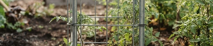 A close-up view of a gardener's hands securing a galvanized metal cattle panel cage around a young tomato plant in a raised bed.