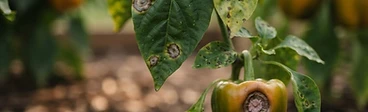 Close up of a green bell pepper plant showing small dark spots on the leaves and a single fruit with a small circular lesion.
