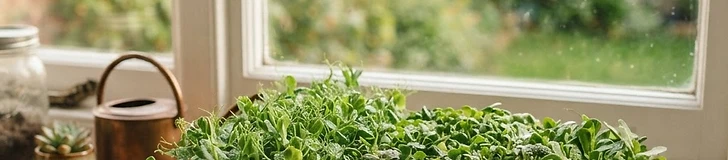 A tray of densely growing green microgreens on a bright kitchen windowsill.