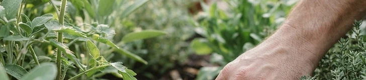 A close-up view of a gardener's hand pressing a finger into dark, nutrient-rich garden soil to check for moisture levels near a green vegetable plant.