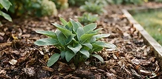 A close-up of a gardener's hands spreading dark, organic wood mulch around the base of a young vegetable plant in a raised garden bed.