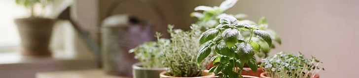 A close-up view of vibrant green basil and lettuce seedlings growing under purple and white LED grow lights in a modern indoor shelving unit.