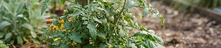 A close-up of a healthy tomato plant surrounded by vibrant orange marigold flowers and lush green basil leaves in a raised garden bed.