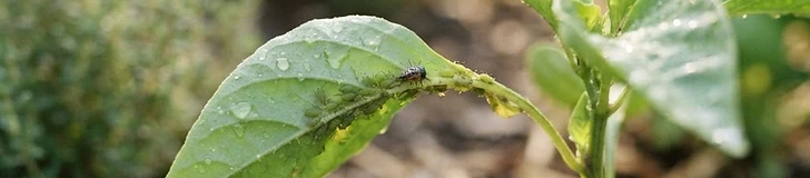 Early Detection: Stop Garden Pests in Their Tracks