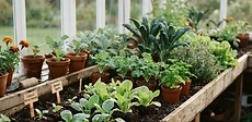 A diverse greenhouse interior featuring lush green leafy vegetables in raised beds and tomato plants climbing vertical trellises.