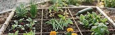 A close-up view of a wooden raised garden bed partitioned into perfect one-foot squares with twine, containing a variety of young vegetable starts.