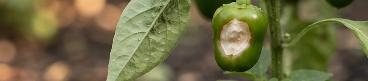 Close up of a vibrant bell pepper on a plant with healthy green leaves in a sunlit garden.