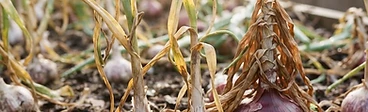 A close-up of a gardener's hands gently lifting a fresh, soil-covered onion bulb from a raised garden bed with green onion tops visible in the background.