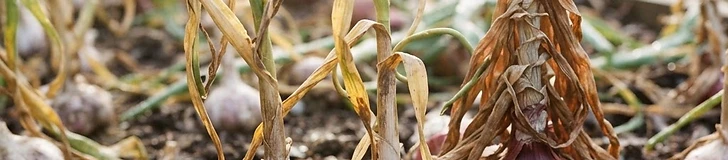 A close-up of a gardener's hands gently lifting a fresh, soil-covered onion bulb from a raised garden bed with green onion tops visible in the background.