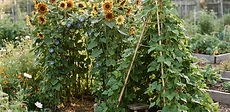 A child peering out from inside a lush green teepee structure made of grown climbing bean vines in a suburban backyard.
