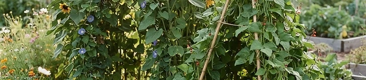 A child peering out from inside a lush green teepee structure made of grown climbing bean vines in a suburban backyard.