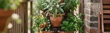 A multi-tiered wooden planter tower filled with lush green lettuce, basil, and red strawberries on a sunny suburban wooden deck.