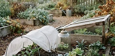 A close-up view of a young lettuce plant covered by a translucent plastic jug cloche in a backyard vegetable garden bed.