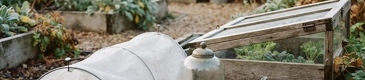 A close-up view of a young lettuce plant covered by a translucent plastic jug cloche in a backyard vegetable garden bed.