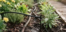 A close-up view of a black soaker hose winding through rows of green kale and herbs under a layer of brown wood chip mulch.