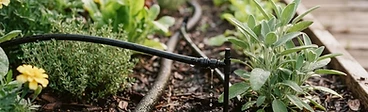 A close-up view of a black soaker hose winding through rows of green kale and herbs under a layer of brown wood chip mulch.