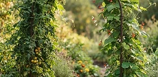 A garden walkway covered by a metal arch trellis laden with green cucumbers and leafy vines in a lush backyard garden.