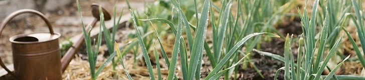 A close-up of a gardener's gloved hands gently pulling a small weed from between rows of vibrant green young onion shoots in a raised garden bed.