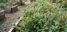 A close-up of a small raised garden bed filled with lush green cover crops like clover and vetch during late autumn.