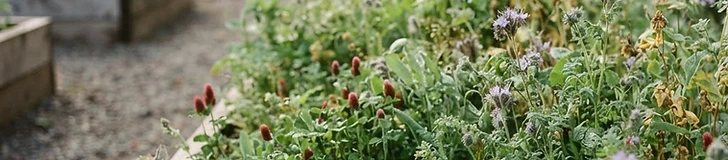 A close-up of a small raised garden bed filled with lush green cover crops like clover and vetch during late autumn.