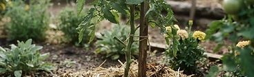 A healthy tomato plant growing in a garden bed covered with a thick layer of straw mulch to prevent soil splashing.