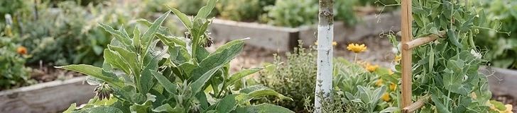 A diverse garden bed featuring tall sunflowers acting as a trellis for pole beans, with a stone birdbath nestled at the base.