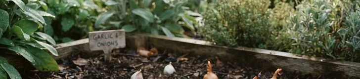 Close-up of a gardener's hands planting individual garlic cloves into rich, dark garden soil in a raised bed during autumn.