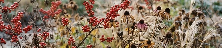 A close-up view of bright red winterberry holly branches covered in a light dusting of snow against a blurred garden background.