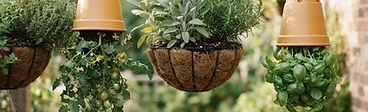 A close-up of a lush hanging basket overflowing with green herbs and small red cherry tomatoes on a sunny wooden deck.