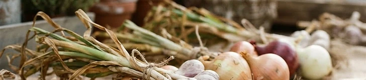 Freshly harvested garlic bulbs and onions laying on a wooden rack in a shaded, well-ventilated barn for drying.