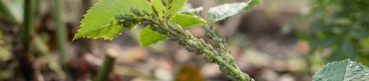 A close-up of a gardener's hand holding a bright green kale leaf to show small bite marks and a tiny green caterpillar resting on the underside of the foliage.