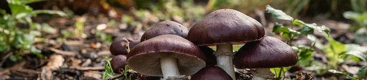 A close-up view of several large, burgundy-capped mushrooms growing out of a bed of fresh hardwood mulch in a shaded garden.