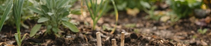 Close-up of a gardener's hands holding two different types of harvested garlic bulbs with visible stems on a wooden table.